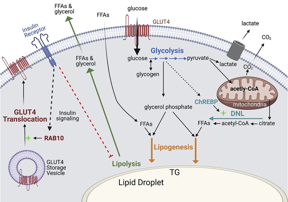 Insulin action in adipocytes, adipose remodeling, and systemic effects.