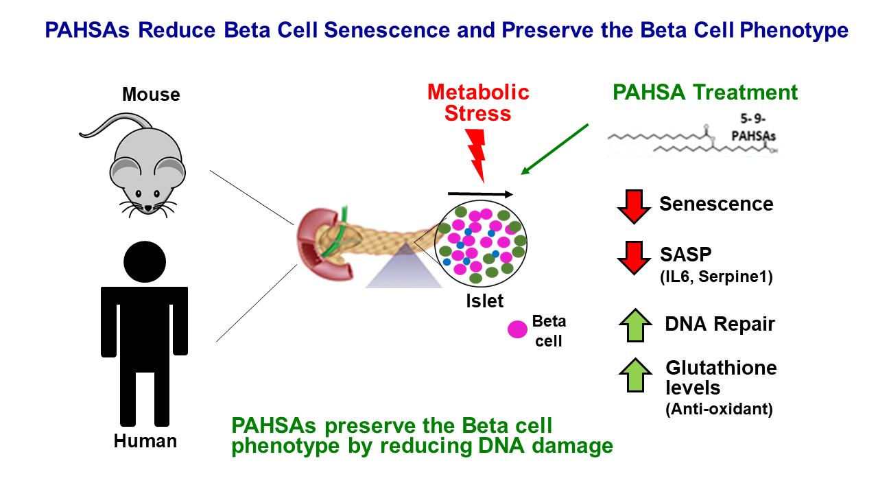glutathione pills vs injection Vaccinia-related kinase 2 inhibition elicits vulnerability of glutathione  metabolism in pancreatic cancer