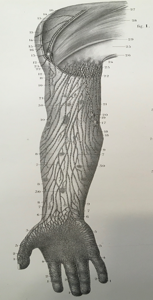 Illustration of the M-S Pathway