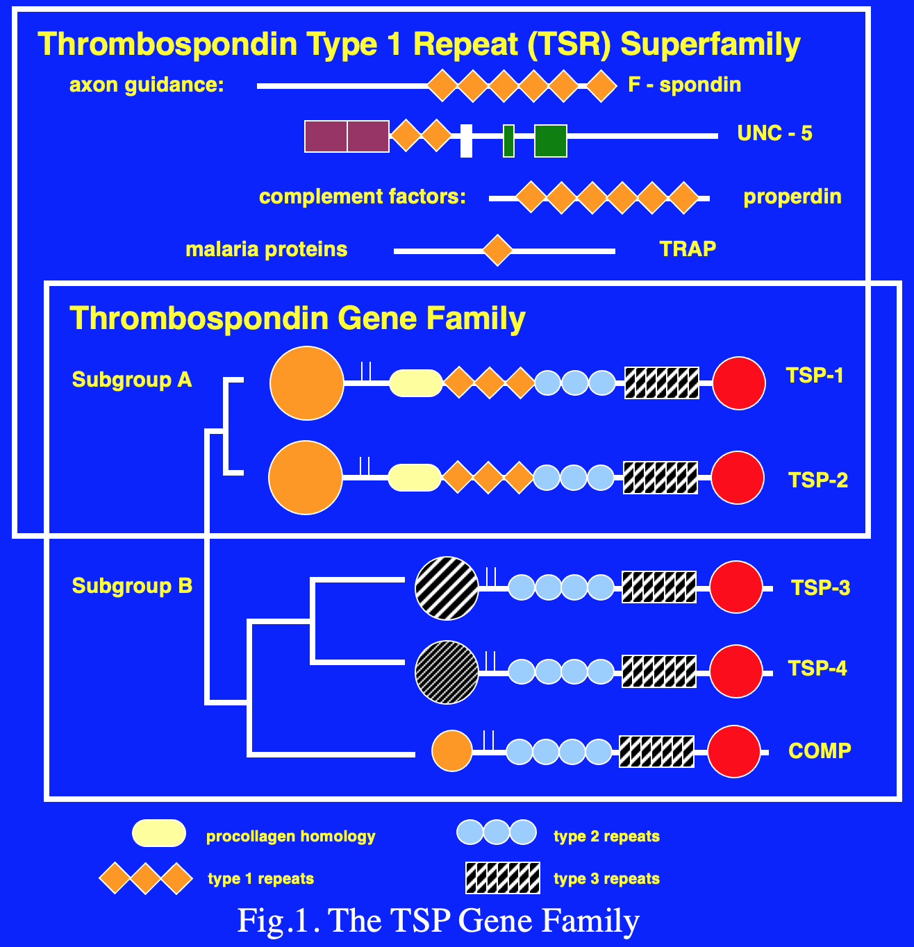 The thrombospondin gene family