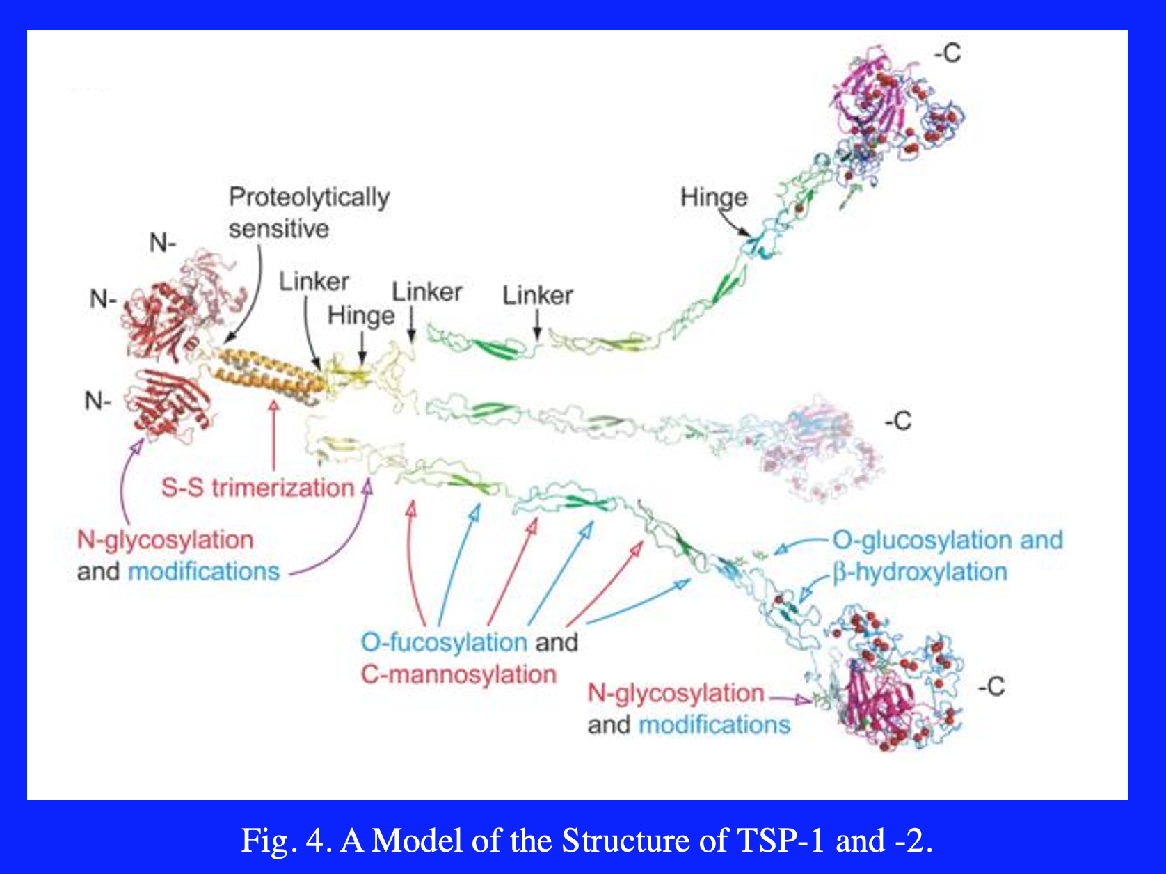 The Structure of Fc3TSR