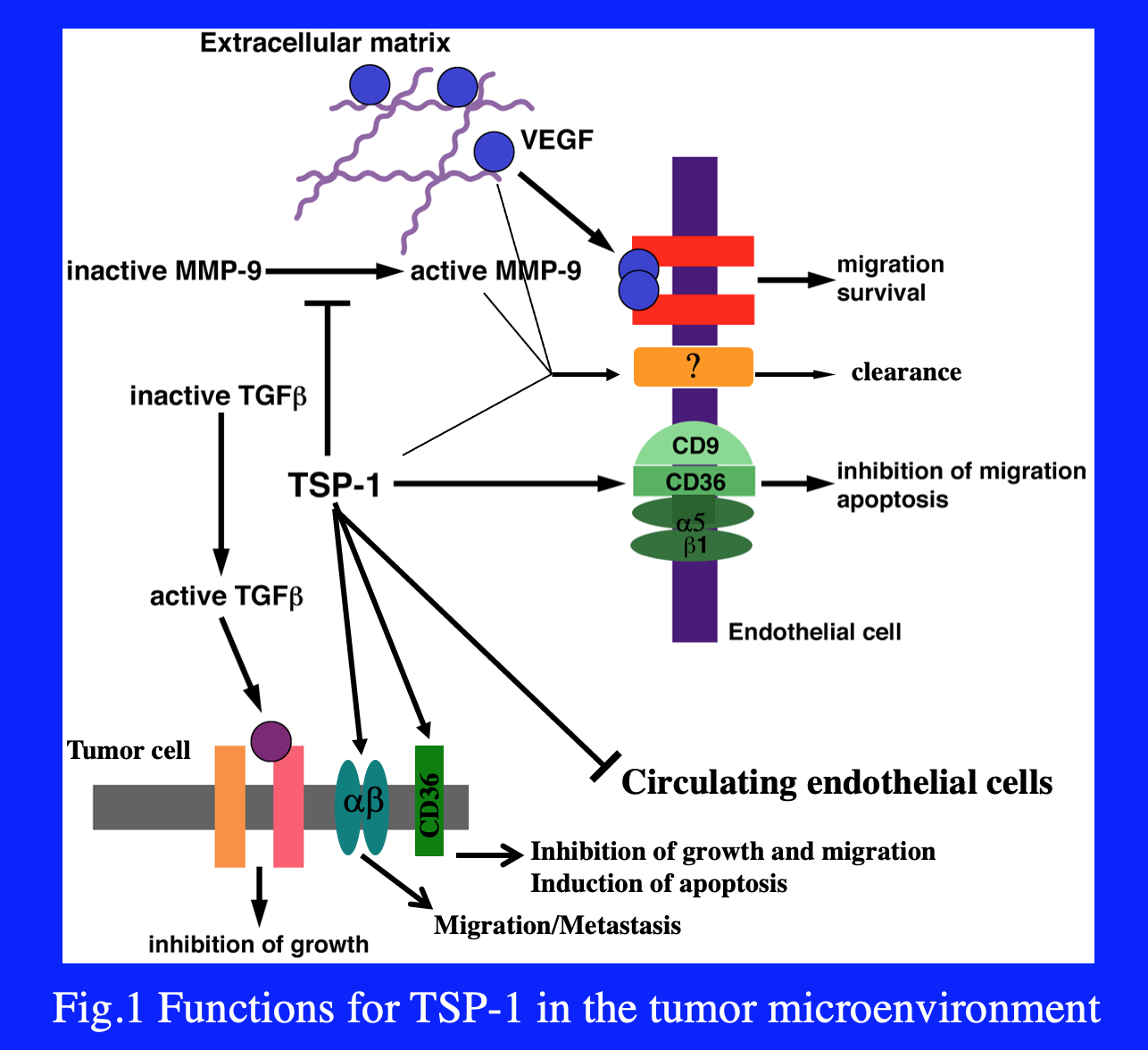 Schematic representation of the functions of TSP-1 in the tumor microenvironment