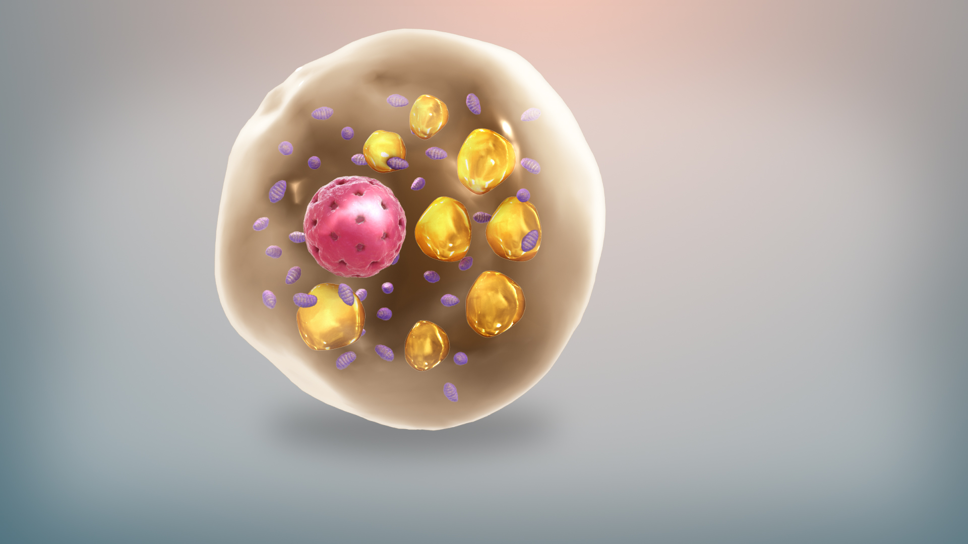Illustration of brown fat cell