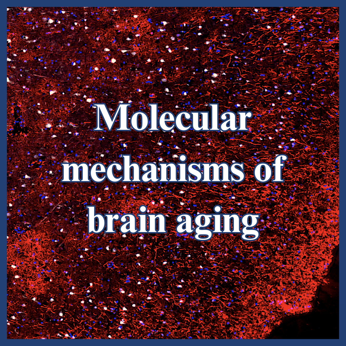 BrainAgingResearchCover