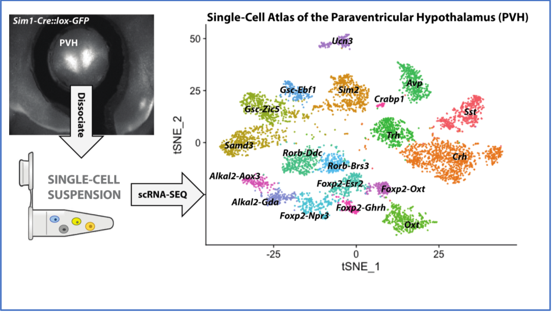 single nuclei RNA sequencing