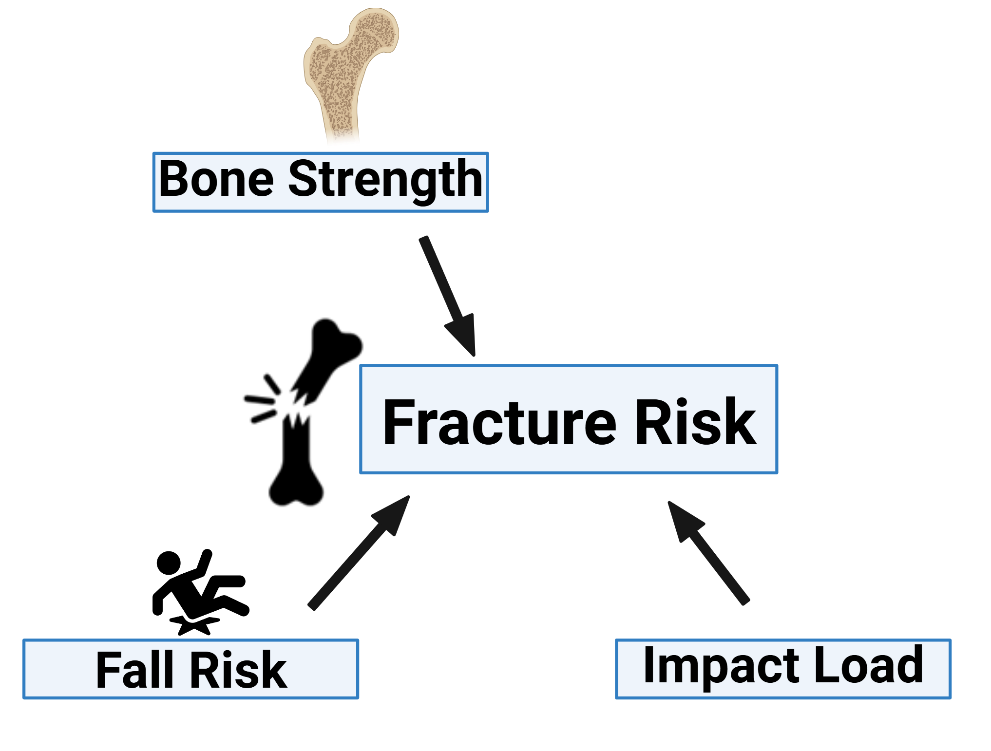 fracture risk