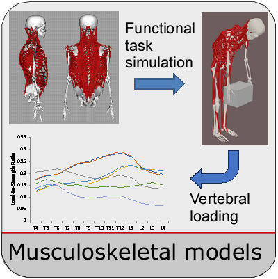 Spinal loading