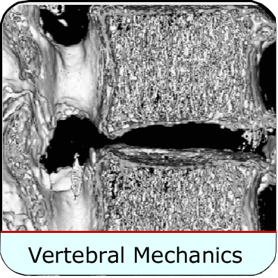 Vertebral Biomechanics