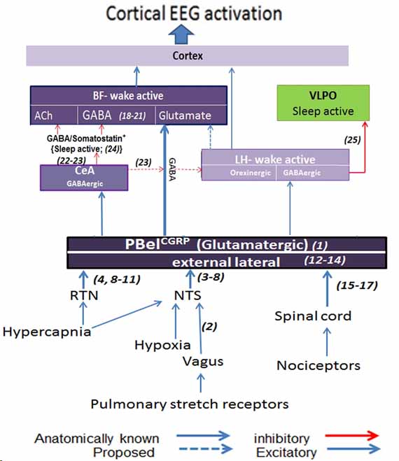 kaur et al., 2017, Neuron