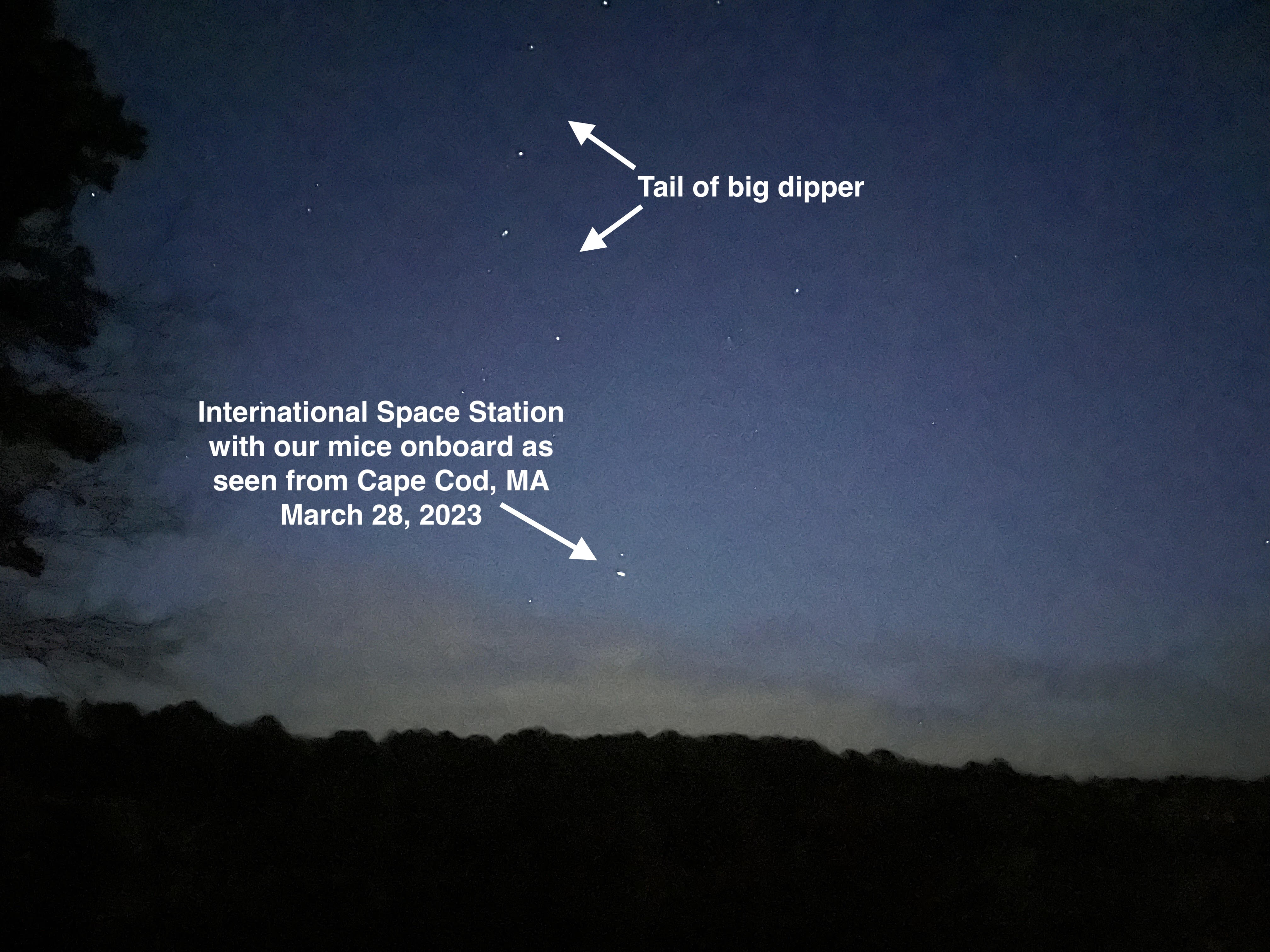 Image of the sky with arrows pointing to the tail of the big dipper and to the International Space Station with our mice onboard as seen from Cape Cod, MA on March 28, 2023