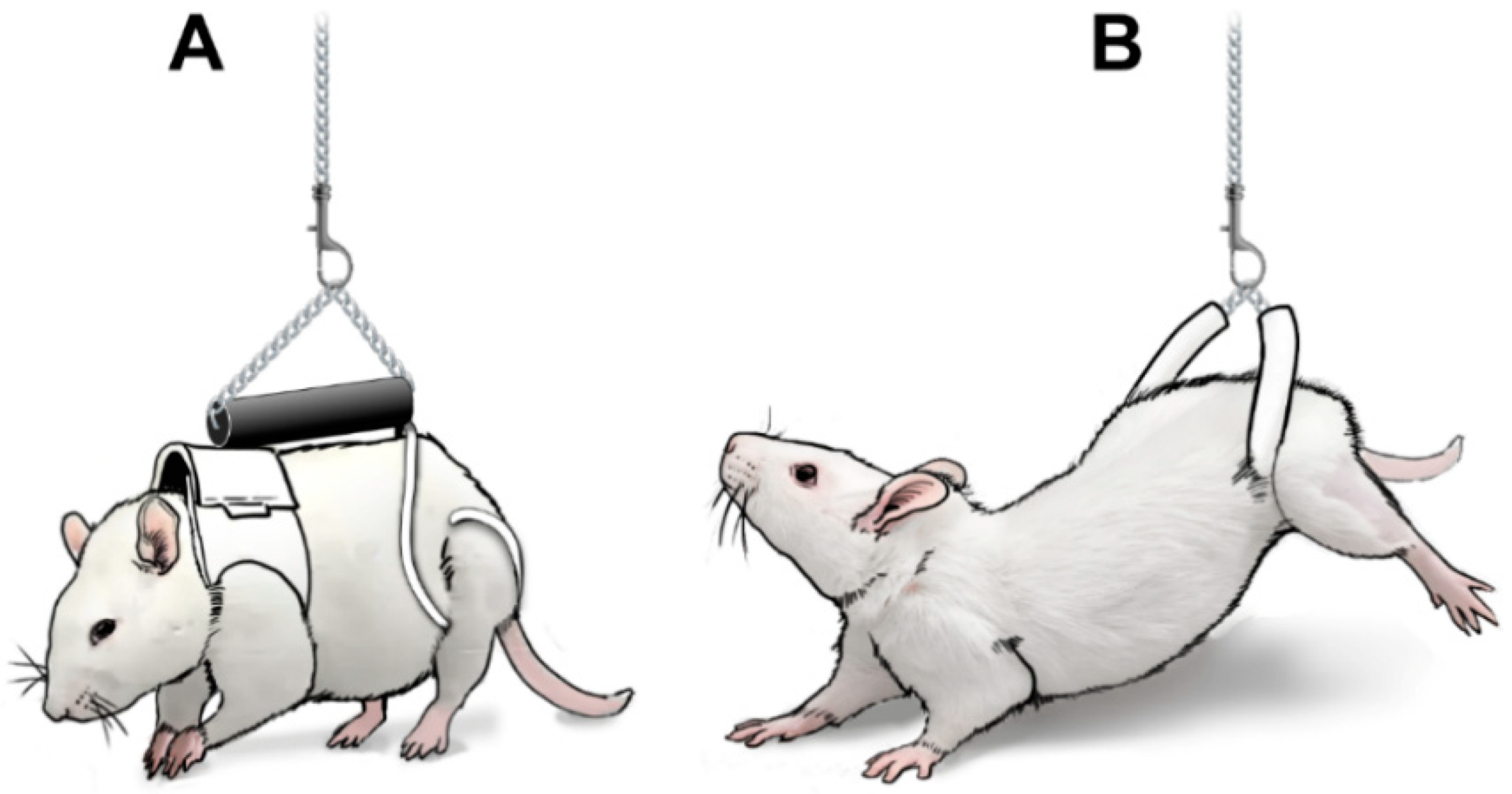 Graphic of partial weight bearing model in rats (Mortreux 2020)