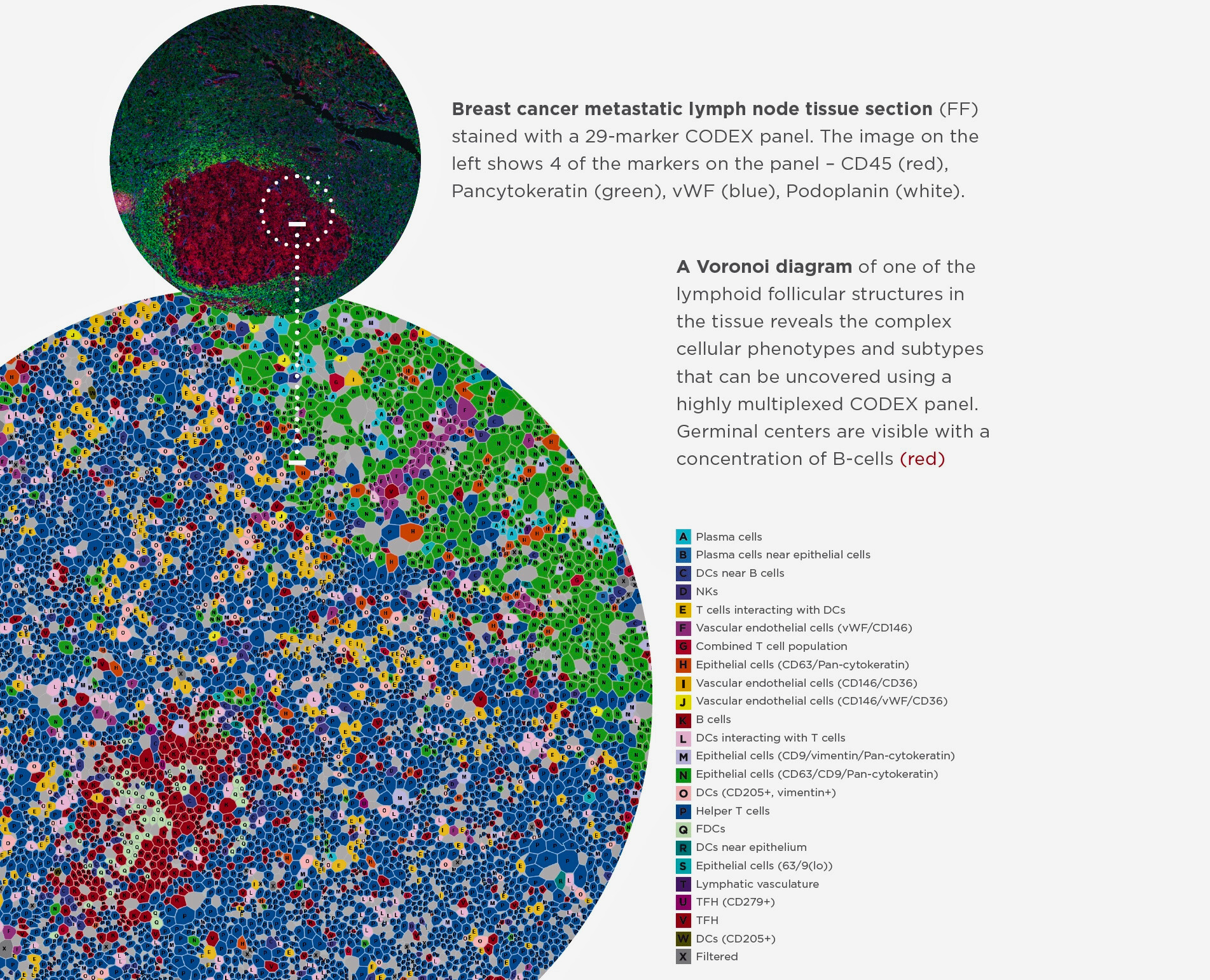 akoyacodex1_fcbd6457