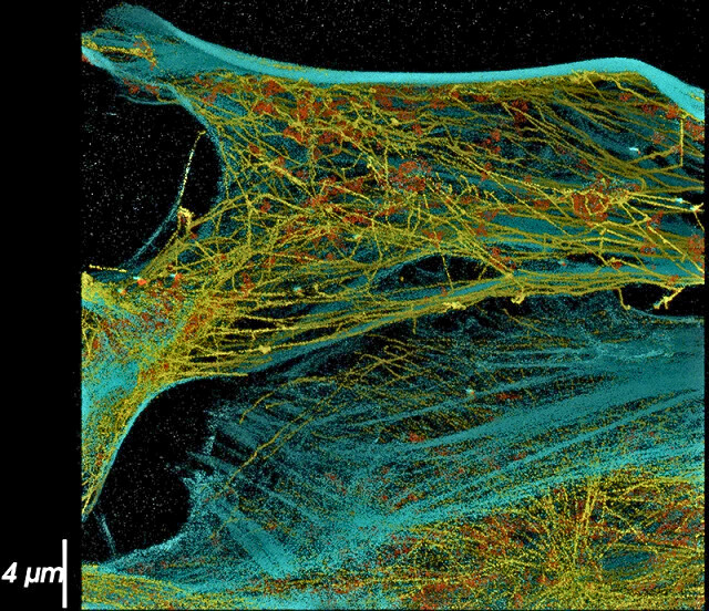 vutara_vxl_dna_paint_sample