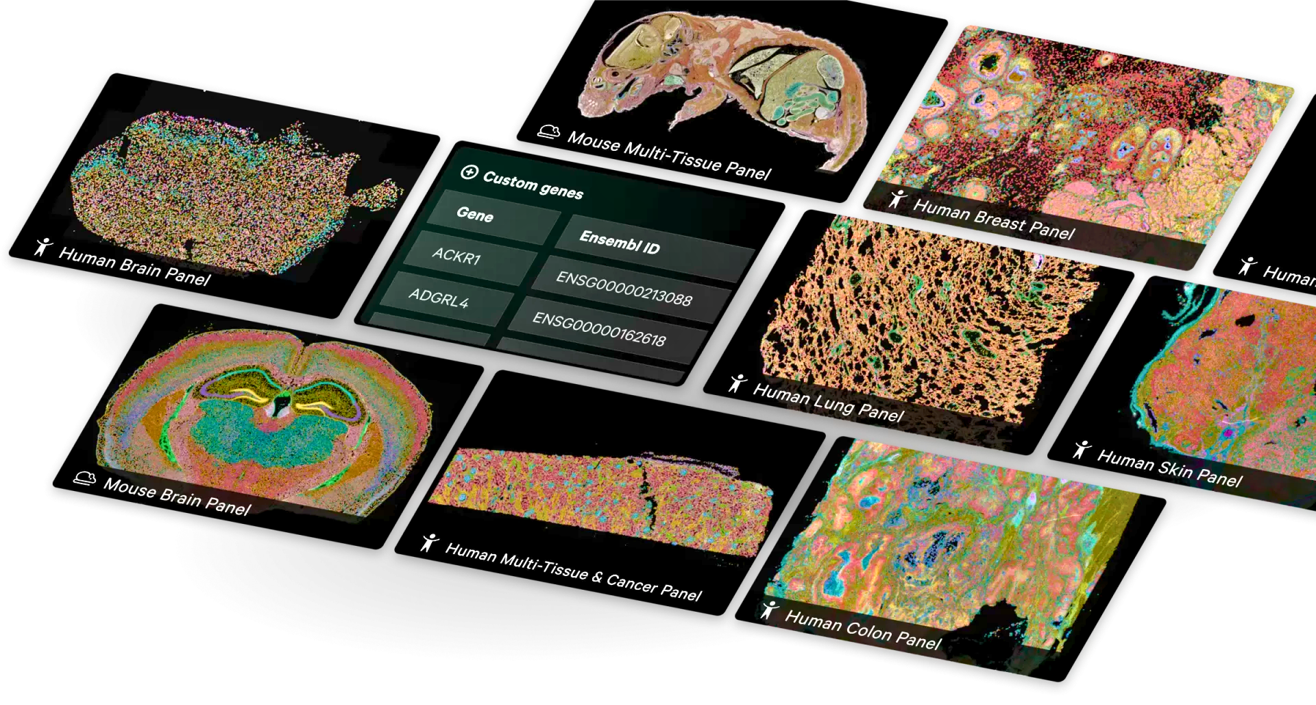 xenium_platform_panels_collage_6ceca1dd