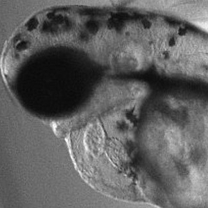 Microscopic image of Zebrafish
