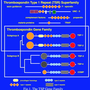 The thrombospondin gene family