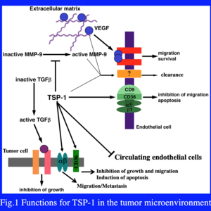 Schematic representation of the functions of TSP-1 in the tumor microenvironment