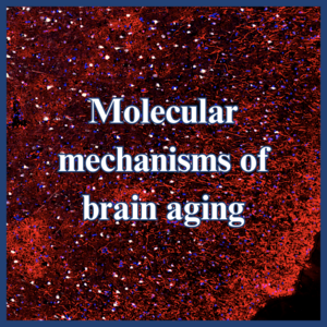 BrainAgingResearchCover