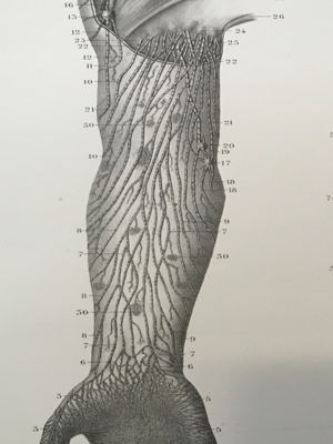 Illustration of the M-S Pathway