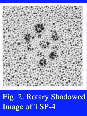 EM image of TSP-4