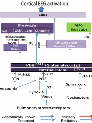 kaur et al., 2017, Neuron