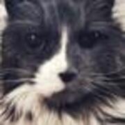 Pookie Cutenstein