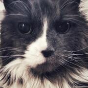 Sylvie