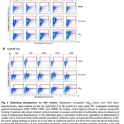 viral particles