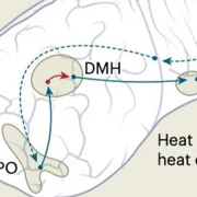 Flipping the Switch on the Thermoregulatory System