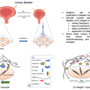 effect of integrin downregulation in bladder smooth muscle