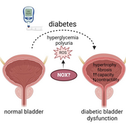 NAPDH oxidase (NOX) as an approach for diabetic bladder