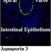 aquaporins in dogfish intestine