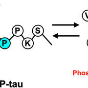 Tau proline 232 isomerizes between the trans and cis conformations