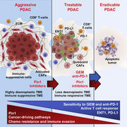 pancreatic ductal adenocarcinoma can be targeted through Pin1