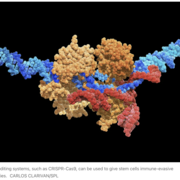 universal donor stem cells