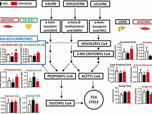 Lee et al. 2021, Endocrinology