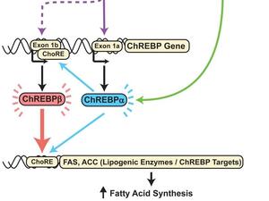 Herman et al. 2012, Nature