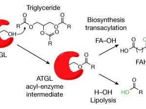 Patel et al. 2022, Nature