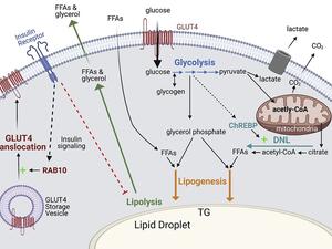 Santoro et al. 2021, Cell Metabolism