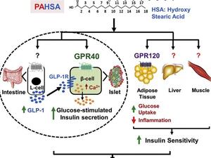 Syed et al. 2018, Cell Metabolism