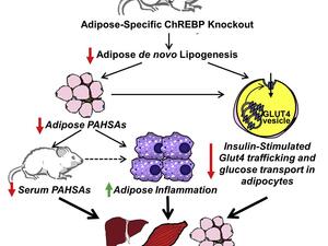Vijayakumar et al. 2017, Cell Reports