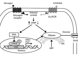 Zhou et al. 2019, JCI