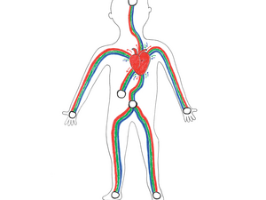 Illustration of arterial, venous, lymphatic systems