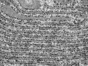 Paneth cell endoplasmic reticulum in even stacks 