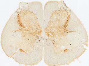 PAS spinal cord