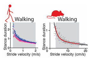 gait figure of human and mouse