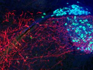 JN67 chat L10 and dsred cropped Kru's pic