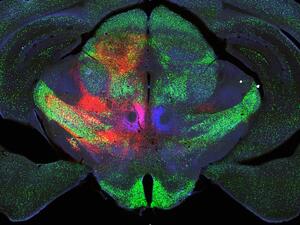 mouse brain fluorescent