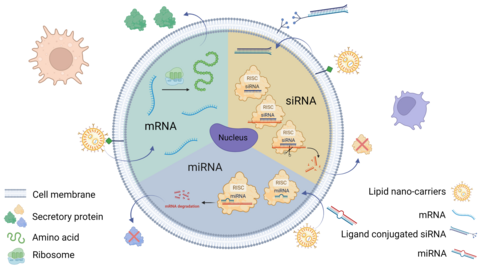 mrna3