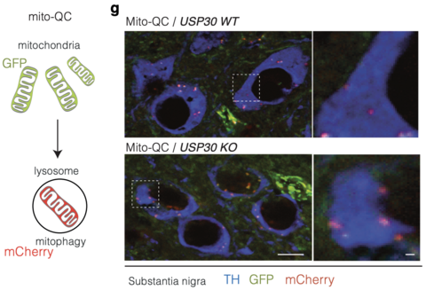 Figure from publication